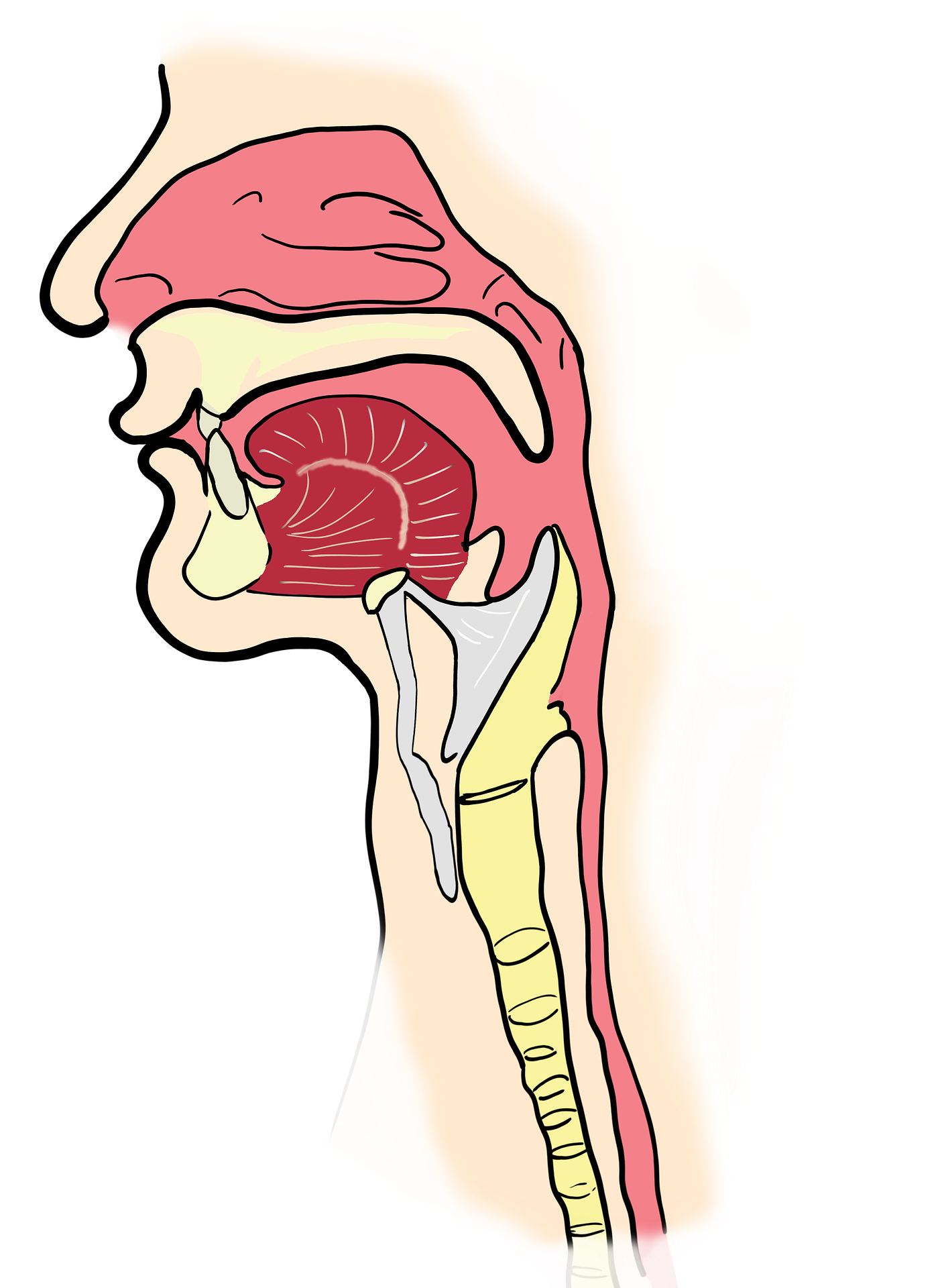 the-larynx-gcc141682b_1920